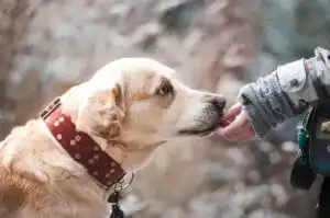 100 Nomes Para Cachorro Masculino