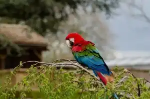 Por Que o Papagaio Fala?