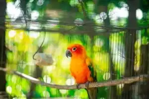 Como cuidar corretamente das aves de estimação