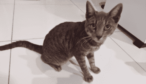 Quantos anos vive um gato