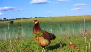 quantos corações tem uma galinha