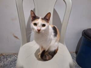 Itens essenciais para quem vai adotar um gato pela primeira vez